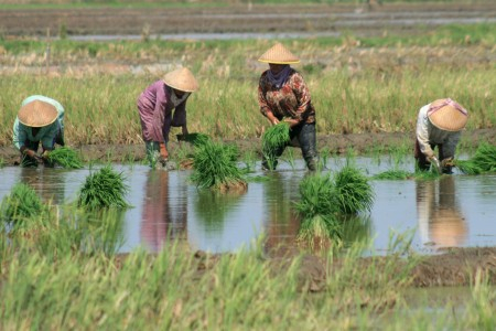 BPS Kalbar Segera Sosialisasikan Sensus Pertanian