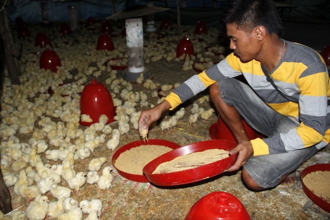 Mahasiswa Peternakan UGM Latih Warga Bantul Buat Pakan Ternak