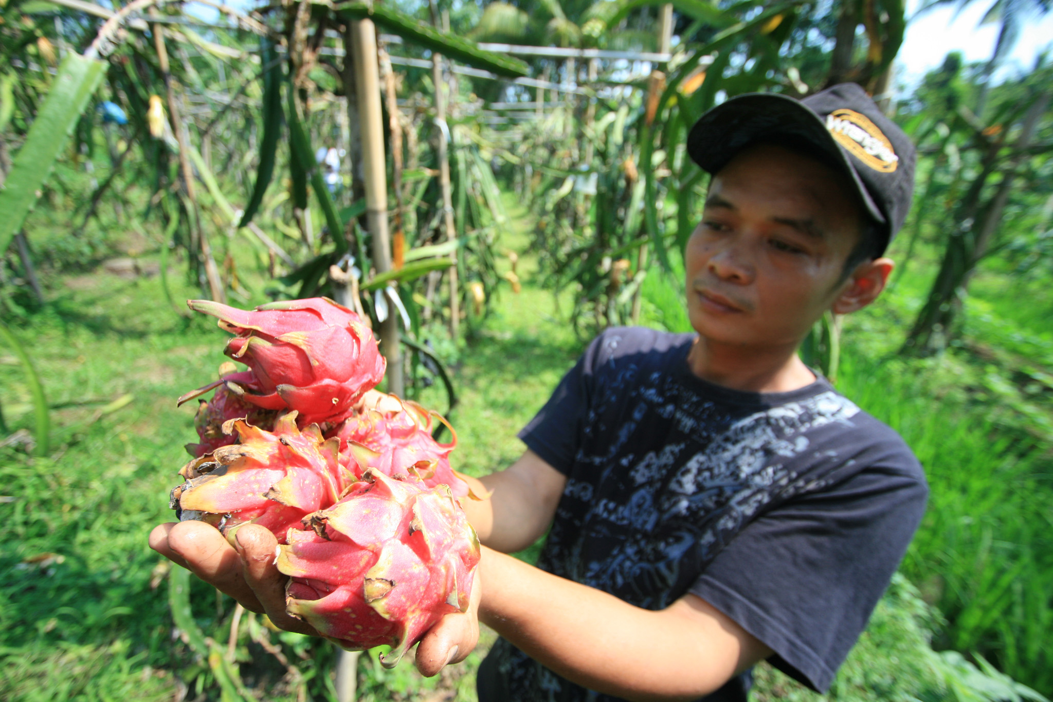 Food Estate Ketapang Targetkan 100 Ribu Hektar Lahan