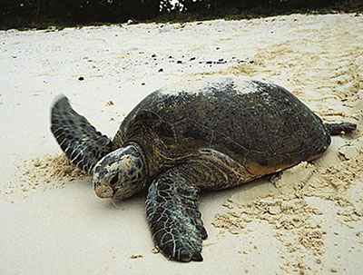 Penyu Mentawai Diduga Mengandung Logam Berat