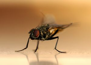 Waspada Penyakit Demam Berdarah