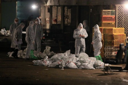 Antisipasi Virus H7N9, Kemenkes Perketat Jalur Bandara & Pelabuhan