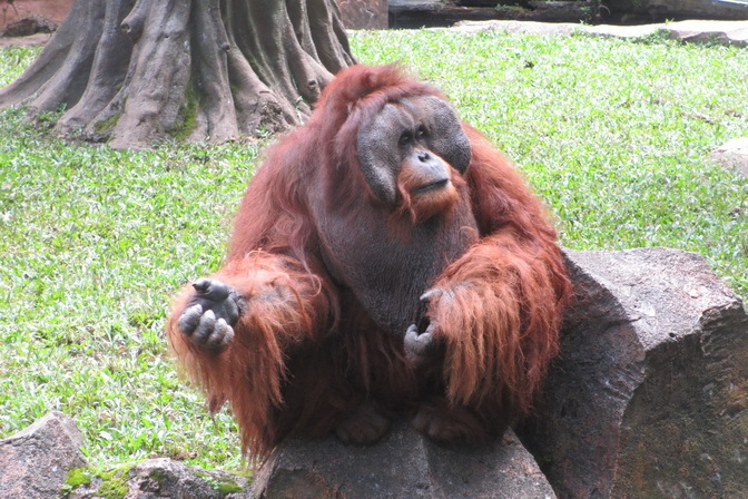 Populasi Orangutan Sumatera Turun 80 Persen