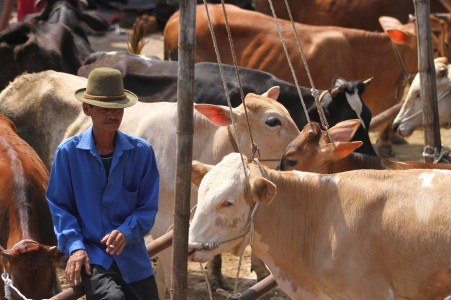 Pembebasan PPN Impor Daging Sebabkan Banyak Peternak Bangkrut