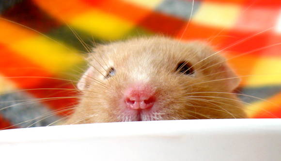 Usaha Anak: Pengembangan Hamster