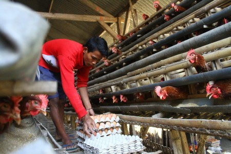 Harga Telur Ayam di Kulon Progo Terus Naik