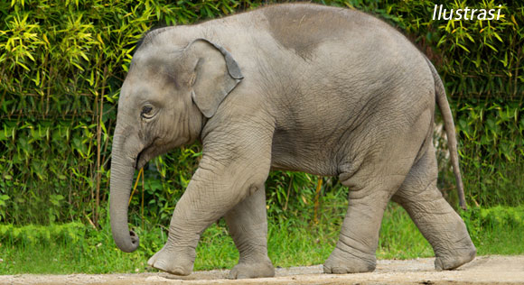 Di Jepang, Bir dari Kotoran Gajah Laris Manis