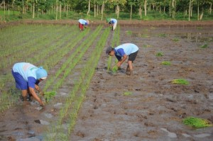 Pemkab Lumajang Terapkan Program Penanaman Bibit Muda