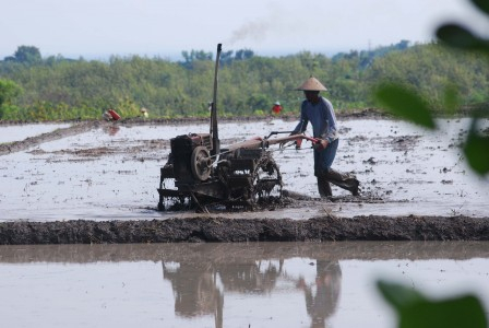Petani Banyuwangi Mulai Tinggalkan Padi