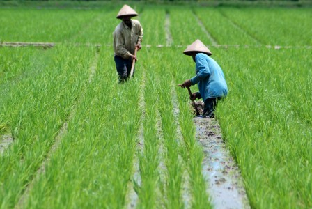 Petani Beralih Ke Tanaman Holtikultura Terjadi Setiap Tahun