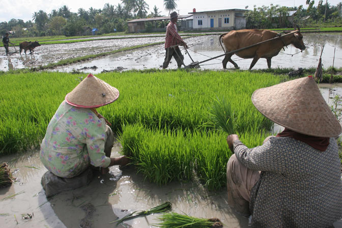 Kawasan Taman Buru Mata Osu di Kolaka Diubah Jadi Kebun