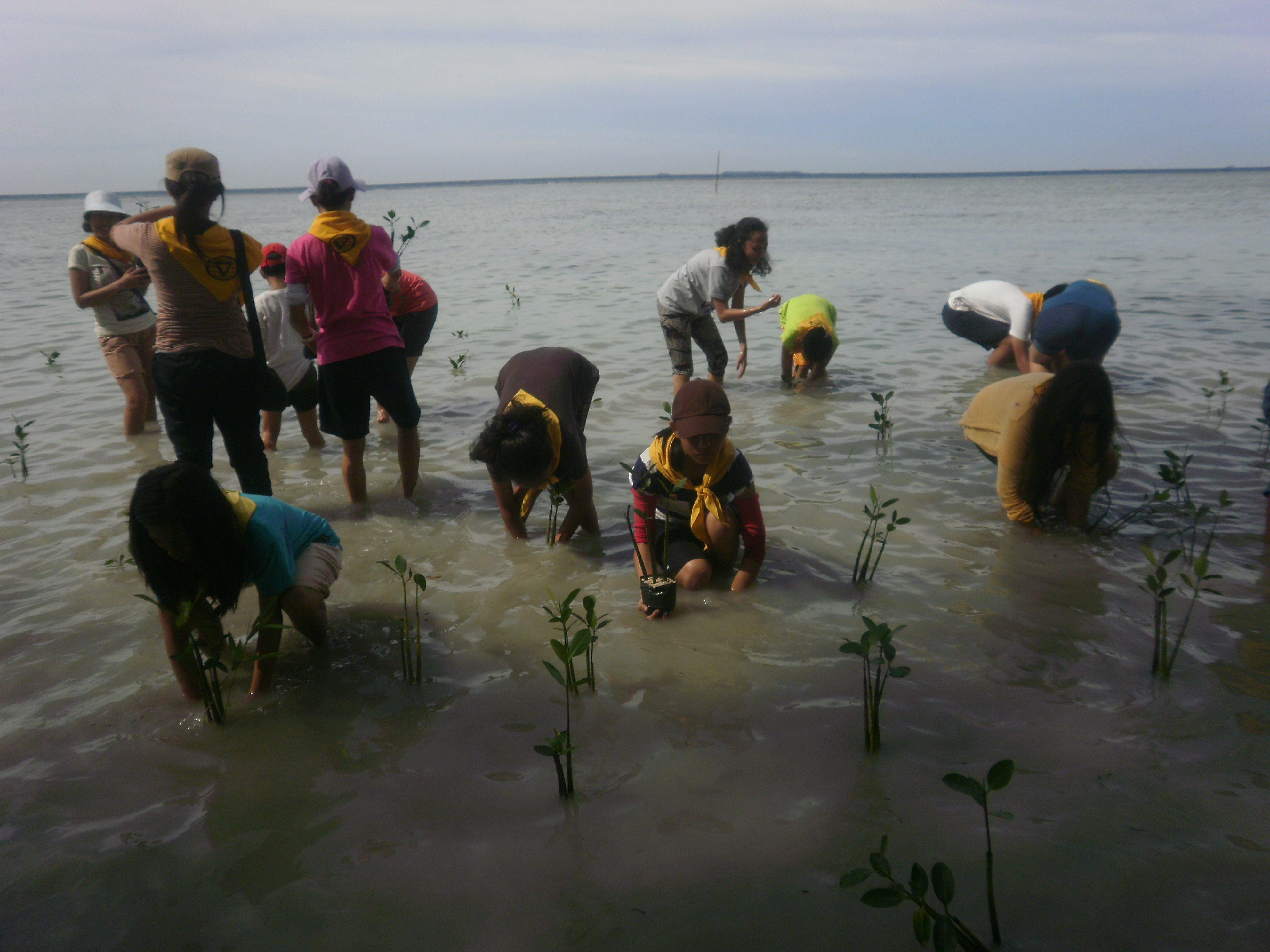 Ramai-Ramai Tanam Bakau di Tidung Bareng Pathfinder Maritim
