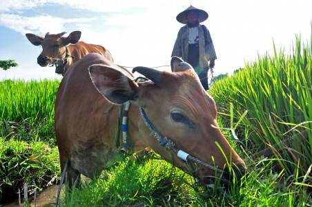 Jambi Bisa Capai Target sebagai Provinsi Sejuta Sapi