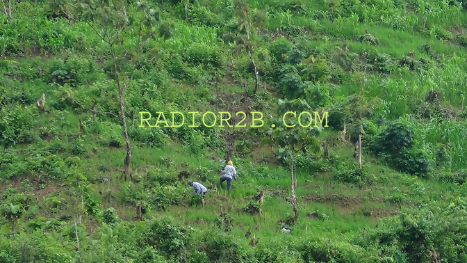 Sepekan Terakhir di Rembang, Kawanan Babi Hutan Sambangi Rumah Warga