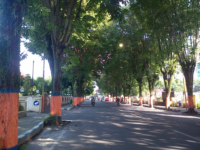 Pemkab Lumajang Waspadai Pohon Rawan Tumbang