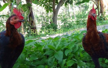 Mahasiswa UGM Raih Medali Emas Berkat Ayam Pelung