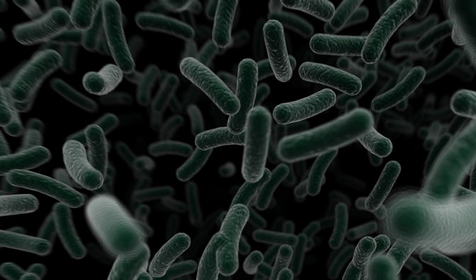 6 Ribu Hewan Penular Rabies Ada di Kota Jambi