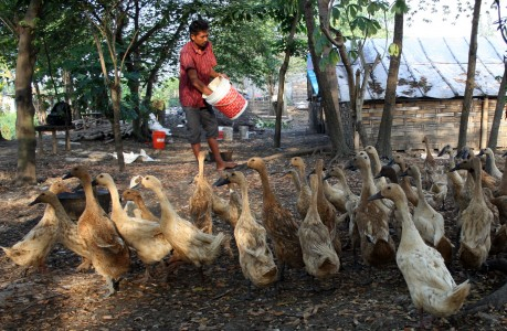 Selama April Bali Nihil Kasus Flu Burung pada Itik