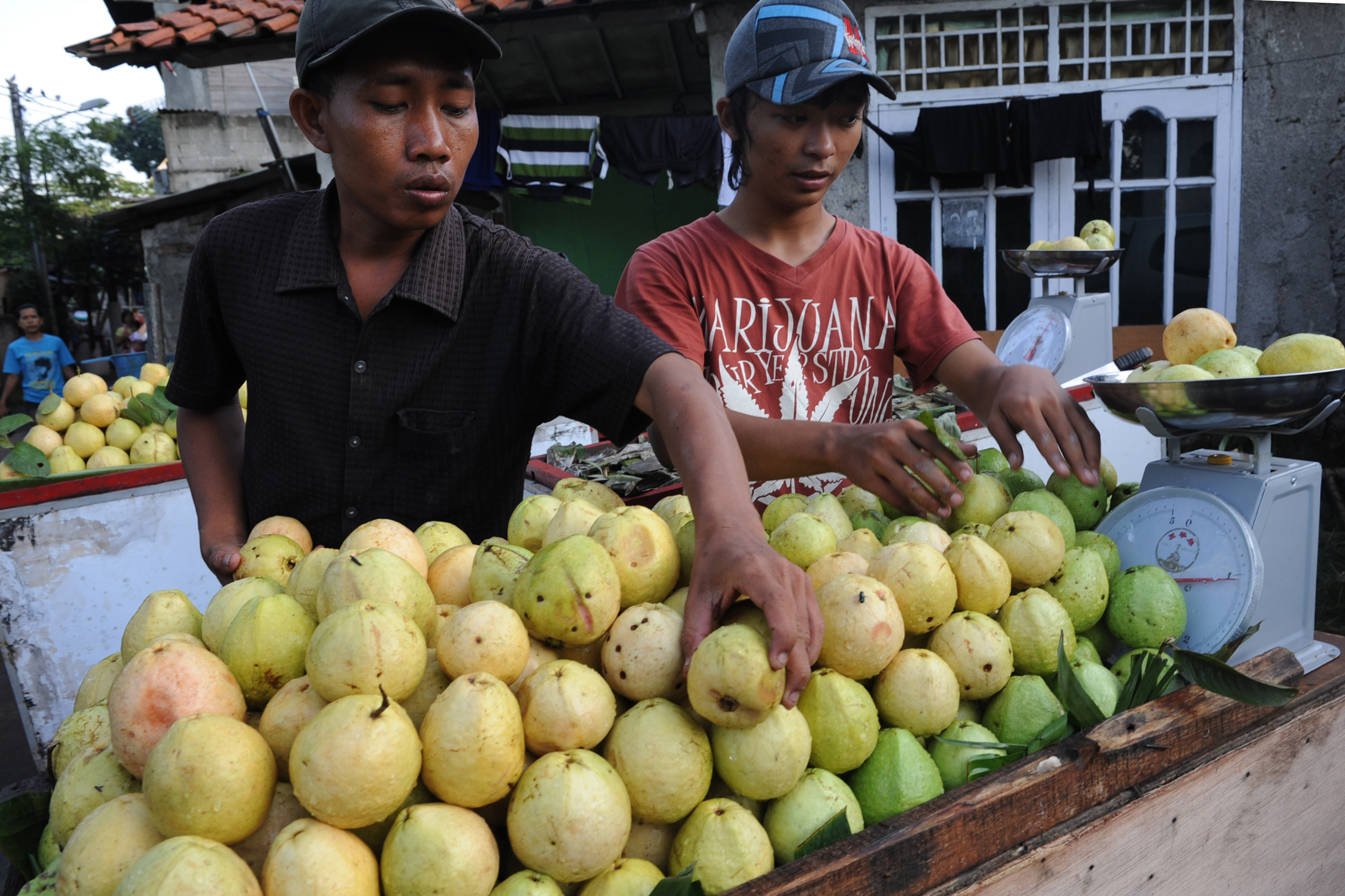 UGM Eksplorasi Buah Tropika Indonesia