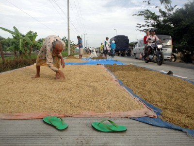 Harga Gabah Aceh Turun