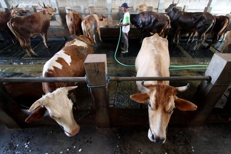 Mentan: Impor Sapi Tahun Depan 10 Persen