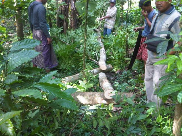Pencurian Kayu Kembali Terjadi di Lumajang