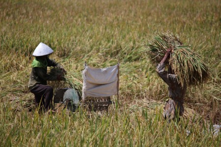Meski Pompa Rusak, Puluhan Hektar Sawah di Kulon Progo Terbengkalai
