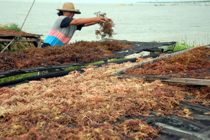 Pembudidayaan Rumput Laut Semakin Diminati Warga Maluku Utara