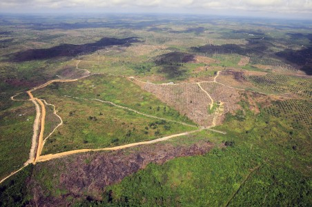 Sawit Tak Menghasilkan Lagi, Petani Jambi Jadi Buruh Pabrik