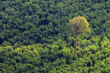 Kemenhut: Izin Hutan Tanaman Rakyat Dipermudah