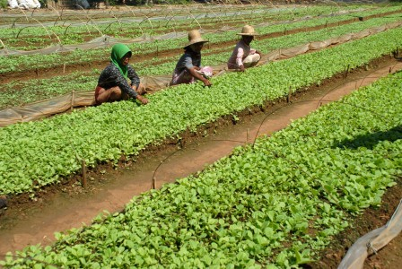 Pendampingan Pabrik Rokok Jerat Petani Tembakau