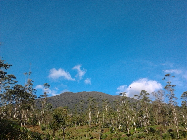 Silih Emas di Hutan Sarongge