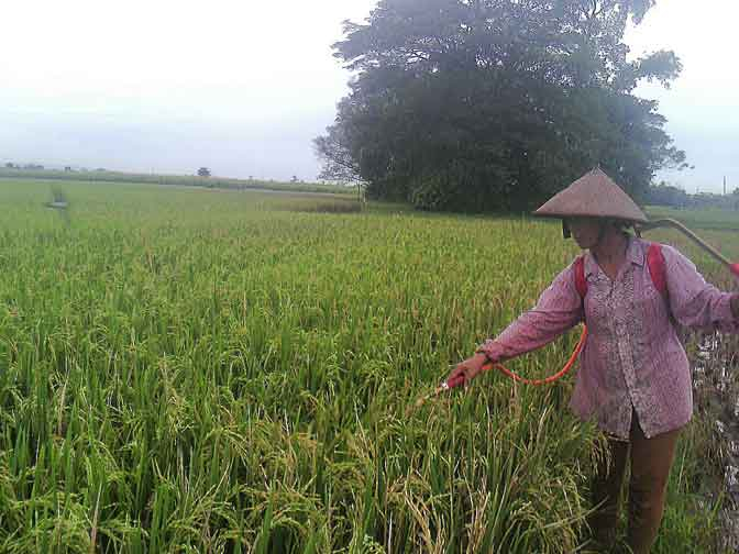 Ribuan Hektar Tanaman Padi di Kudus Diserang Hama Tikus