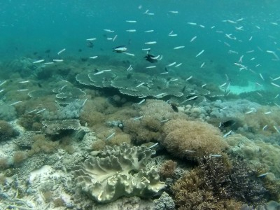 Rare Kampanye Perlindungan Ekosistem Laut di Pulau Lombok