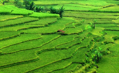 Lahan Pertanian di Bireuen Aceh Beralih Fungsi Jadi Bangunan