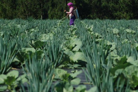 Kementan Prediksi Produk Hortikultura Turun