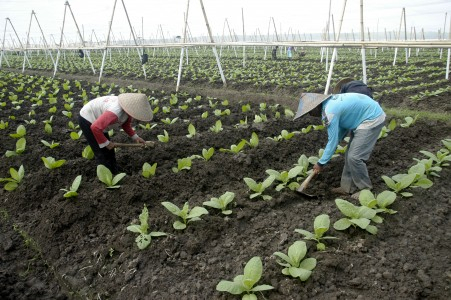 Cuaca Tak Menentu Resahkan Petani Tembakau