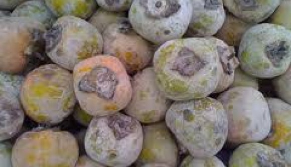 Kesemek Si Buah Genit