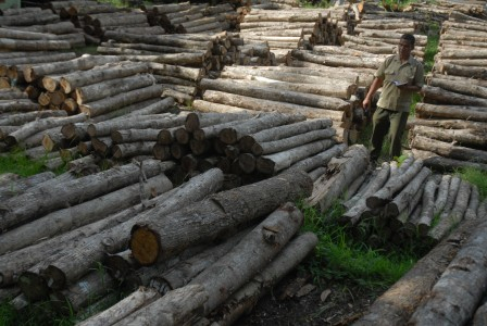 Ratusan Bupati Terjerat Korupsi Penyalahgunaan Izin Lahan Hutan