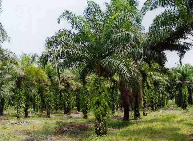 Pemkab Mukomuko Bengkulu Diminta Tutup Perkebunan Sawit Agro Muko