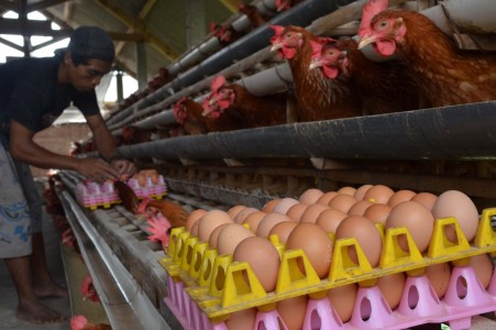 BBM Belum Naik, Harga Ayam Potong di Aceh Sudah Naik Lebih Dulu