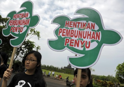 Petisi Stop Perdagangan Penyu di Bali !