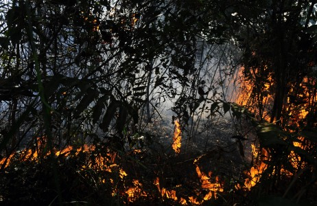 Dua Kementerian Ditugaskan Data Perusahaan Pembakar Hutan