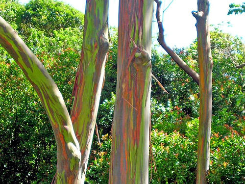 Eucalyptus deglupta; Pohon Warna-Warni