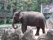 Seekor Gajah di Bengkulu Mati Akibat Racun