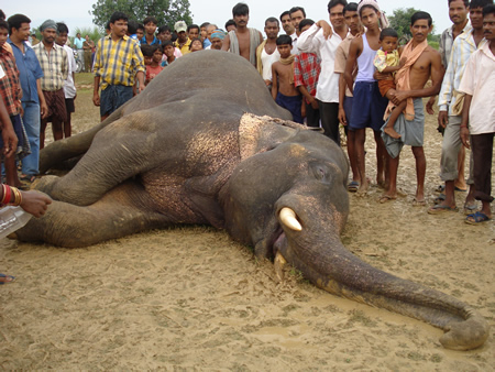 Seekor Gajah Betina Tewas di Hutan Produksi Terbatas di Bengkulu