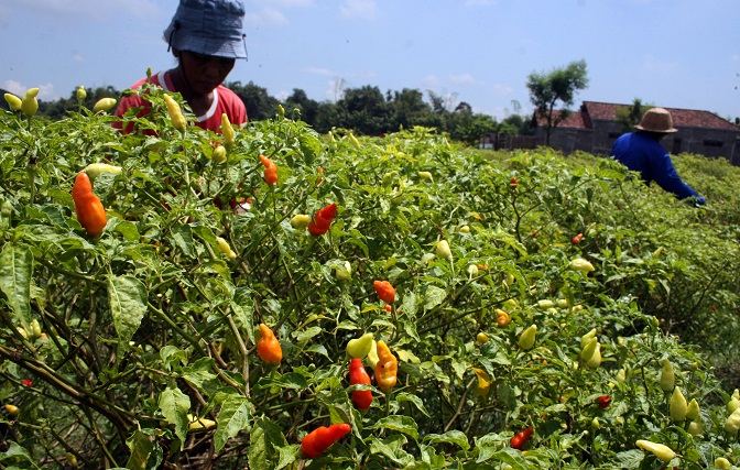 Harga Cabai Mulai Melambung