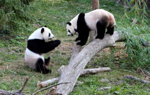 Panda Kembar Lahir di Cina