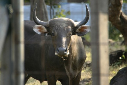 Perkawinan Buatan untuk Selamatkan Populasi Banteng Jawa