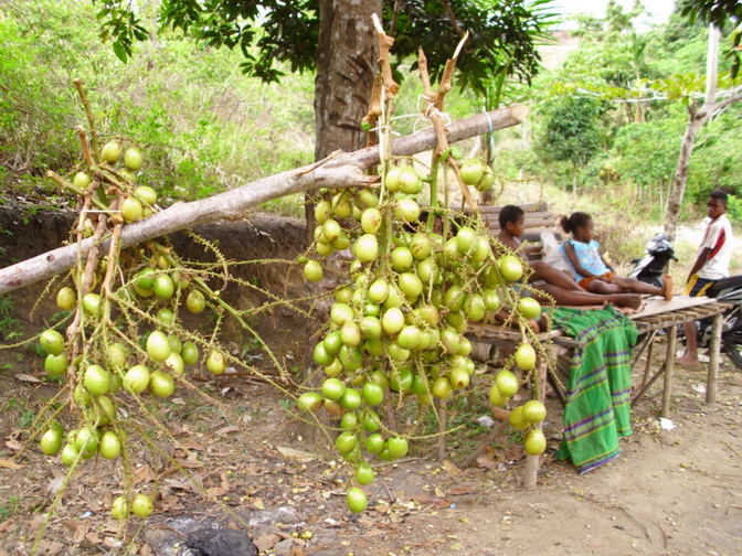 Terancam Punah, Pangan Lokal Papua Bakal Diatur di Perda